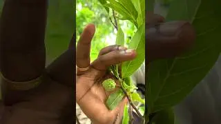 Seedless Custaed Apple🍈The Plant Hub Nursery #fruitplantonline #planet #nurseryplants #custardapple