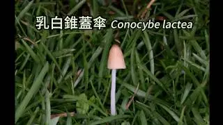 會動的龜--乳白錐蓋傘 &ldquo;The Moving Tortoise &mdash; Mushrooms&rdquo;