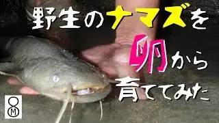野生のナマズを卵から育ててみた