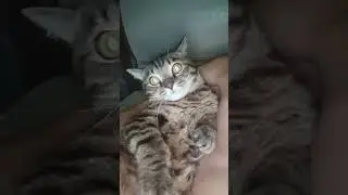 мы болдеем с  Баксом