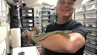 My Collection: Neotropical Bird Eaters (Phrynonax poecilonotus)