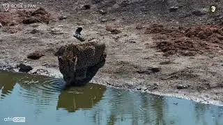 Leopardess Drinks Calmly in the Daylight at Rosie&rsquo;s Pan