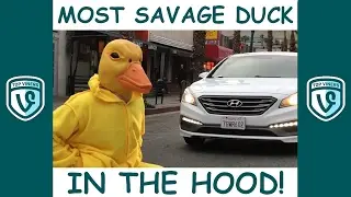 Funniest Facebook & Instagram Videos of the Week - NEW Beyond The Vine Compilation January 2017 #4