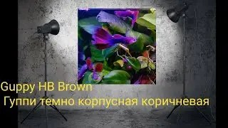 Гуппи HB Brown.