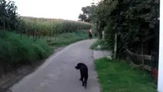 IJslanders in Terziet