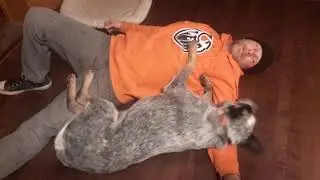 I AM PORTER....a Blue Heeler like no other