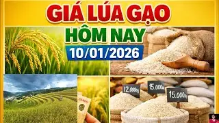 Gi&aacute; l&uacute;a gạo h&ocirc;m nay 10/01/2026 | Gi&aacute; l&uacute;a gạo mới nhất | Ti&ecirc;n Lisa