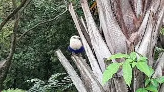 Blue-bellied Roller | Bird Paradise Singapore