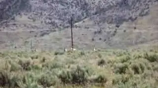 WILDLIFE IN THE LOST RIVER VALLEY