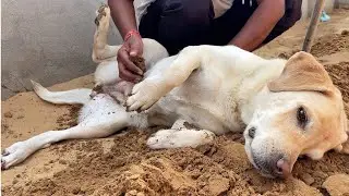 Dog Demands Belly Rub | Dog Wants Attention | Dog Belly Massage 