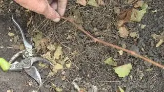 На нашем винограднике.  Подготовка к зиме.  Обрезка однолетнего куста винограда