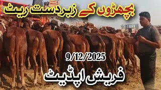 Mandi Shahbaz Wala Fresh Calves Rate Latest Bachray Update | Qavi Baba Bahawalnagar