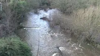 River Banwy in Flood, Llanfair Caereinion, Powys - 21 January 2021