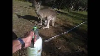 Saline Wound Irrigation ; Treating Injured Wild Kangaroo...