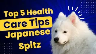 The 5 Must-Dos for Japanese Spitz Pet Parents