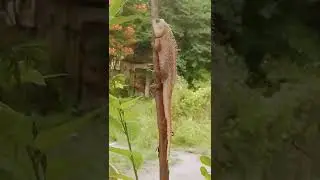lizard selfie 🤳 nature lizard #india #trendings⚡⚡ way to 1000 💯💯 views 🎉 thanks ❤️❤️🎊