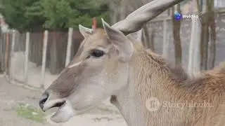 The Goitered Gazelle: Icon of Turkmenistan's Deserts #animal2024 #wildlife