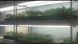 Tour a Cannabis Dispensary