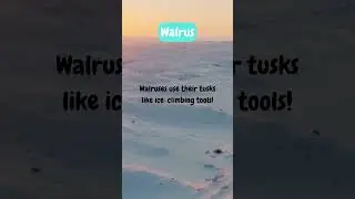 Walrus Tusks Work Like Ice Picks! 🦭❄️