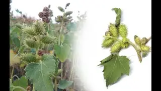 Xanthium strumarium, Rough Cocklebur