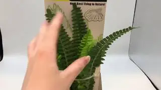 Reptile One Fern on Rock Base Medium | Online Pet Supplies | Petco Direct