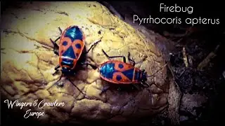 FireBug | Vuurwants | Red And Black Stink bug | Pyrrhocoris apterus | Fire Bug | Information