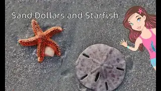 Ocean Exploration with Pinky Plankton: Sand Dollars and Starfish