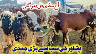 Kala Mandi Peshawar - Nasirpur Mandi latest updates | 15 October 2024
