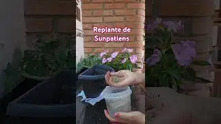 Replante de Sunpatiens #plantas #sunpatiens #dicasdecultivo #plantas #flores