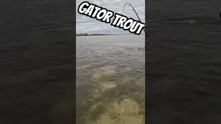 Gator Trout! #fishing #spottedseatrout #florida #bassfishing #sportfishing #inshorefishing