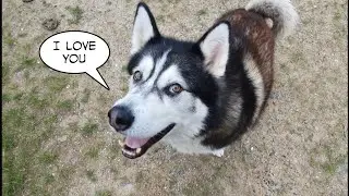 Telling my dog he can finally see his Best Friend Keyush again | Happy Independence Day America