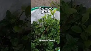 My terrace garden in monsoon #terracegarden #monsoonseason #rainingseason