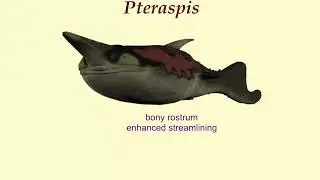 Pteraspis: a jawless fish from the Devonian