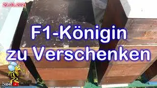 #Bienen und #Imkerei 2021 F1-#K&ouml;nigin zu verschenken
