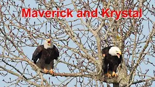 Bald eagles Krystal and Maverick calling out together
