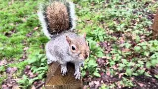 Squirrels Running Along Fence! 😄🐿️❤️🥰
