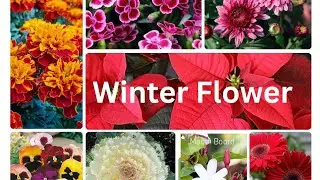 Top 5 winter flowers and show plant to plant in winter ❄️❄️