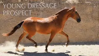 TOP MOVER YOUNG PRE HORSE - 169 cm