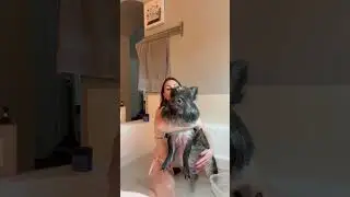 Pig&rsquo;s Bath Time Is the Cutest Thing Ever | The Dodo