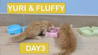 Kitten - Yuri & Fluffy | Cat New Home | Day 3 #kitten #persiancat #day3