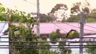 Great Kiskadees on a wire