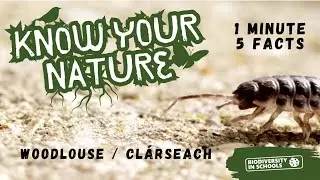 Know Your Nature - Woodlouse - 1 minute, 5 facts.