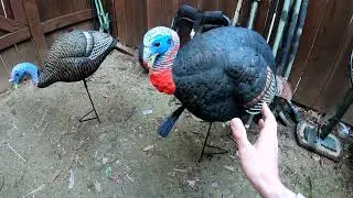 Turkey Hunting | red head flex decoy review | what I'm running this spring turkey season