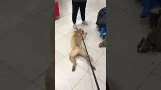 Щенок Преса Канарио питомника Duenos de la Vida на выставке. Presa Canario puppy