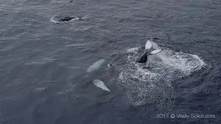 Humpback Whales encounter in Atlantic ocean