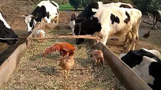 Bhakkar Asil Pakistan