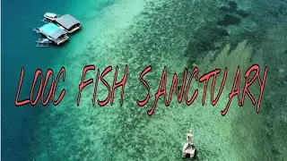 LOOC MARINE FISH SANCTUARY / TABLAS ROMBLON! #fyp
