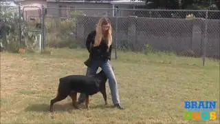 Dog Training Dallas - Dog Training Made Easy! [Dallas TX]