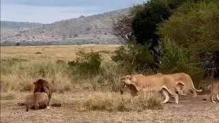 Male lion is outnumbered but still demands respect