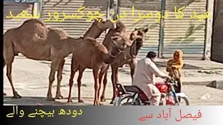 Buying Camel ||Milk On the streets Of chook Munda pakistan